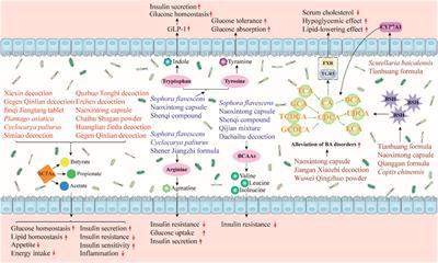 The interplay between herbal medicines and gut microbiota in metabolic diseases